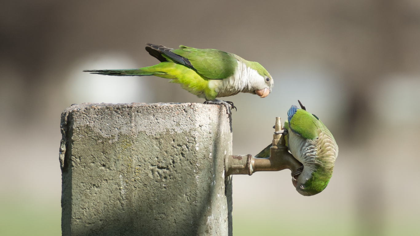 Droogte en vogels: wat je kunt doen in je eigen tuin